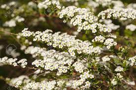 Small white flowers have sharply pointed sepals from long, sticky hairs. Beautiful Spring Flowers Blossoming On A Shrub White Spiraea Stock Photo Picture And Royalty Free Image Image 117184287
