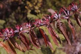 Image result for Englerina woodfordioides