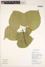 Image result for Hermannia boraginiflora