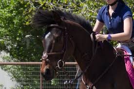 Stephen was hung 14 inches when erect and called himself the stallion king, he was therefore hung like a horse. Introspection Zen And The Art Of Baby Horse Management