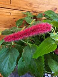 Image result for Acalypha allenii
