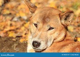1,520 Dingo Animal Stock Photos - Free & Royalty-Free Stock Photos from  Dreamstime
