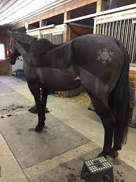 » fensterbild pferd vorlage test & vergleich ✓ ein klarer testsieger: Very Nice And Proffesionally Clipped Snowflake Jupinkle Pferd Scheren Pferde Frisuren Pferde