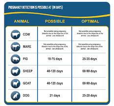 Interesting concept but not sure how accurate it would be. Draminski Pregnancy Detector For Animals Sows Ewes Goats Dogs Afrimash Com Nigeria
