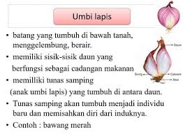 Umbi akar dapat terbentuk dari akar tunggang maupun akar cabang. Perkembangbiakan Vegetatif Tumbuhan Alami Vs Buatan Contoh