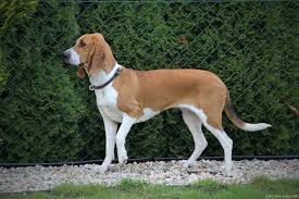 Image result for bernský honič