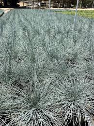 Image result for Festuca