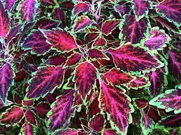 We did not find results for: All Products Online Coleus Plant Catalog Rosy Dawn Gardens Coleus Growing Specialists Coleus Plant Plants Foliage Plants