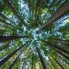 Working in a job that you're passionate about has a significant impact arborists are individuals trained in the art and science of maintaining and caring for individual trees. 1