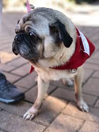 Puppies Help St Mary S Students De Stress Catholic University University San Antonio