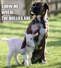 Step 7 And This Dog With A Goat Will Fight For You As Well Funny Animal Memes Animals Cute Animals