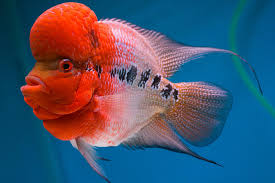 Maybe you would like to learn more about one of these? 1 113 Aquarium Big Fish Head Photos Free Royalty Free Stock Photos From Dreamstime