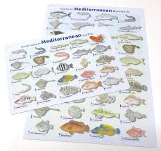 Divelogs Fish Id Cards