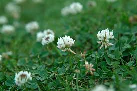 The best selection of royalty free clover flower vector art, graphics and stock illustrations. Dealing With Weeds Clover Bbc Gardeners World Magazine