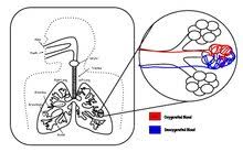 Gas Exchange In Insects (A-Level Biology) - Study Mind