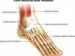 Learn vocabulary, terms and more with flashcards, games and other study tools. Tendons Of The Foot Joi Jacksonville Orthopaedic Institute