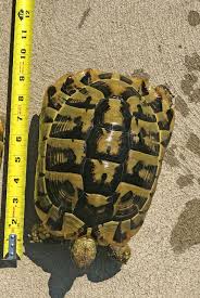 Image result for Hermannia eenii