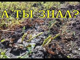 секрет раскрыт лучшее удобрение всех времен чай из травы Nuzhno Li Obrezat Botvu Kartofelya Youtube In 2020 Plants