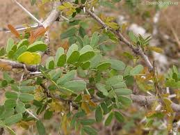 Image result for Acacia pentagona