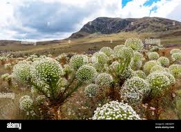 Image result for Eriocaulaceae