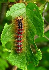 Most of the feeding occurs at night to protect caterpillars from extreme heat and predation by birds during the day. Gypsy Moth Wisconsin Dnr