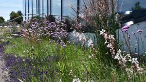 Verbena Bonariensis Gaura Libdheimeri Calamagrostis Acutifolra Karl Foerster Garten Design Gartengestaltung Garten