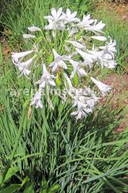 Image result for Agapanthus praecox