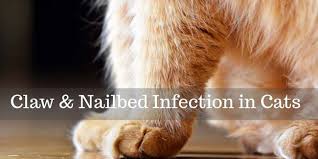 Your vet will clip the hair around the affected nail and trim all the other nails. Claw And Nailbed Infection In Cats Cat World