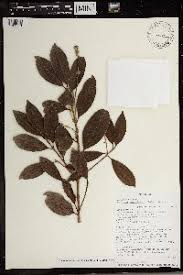 Image result for Homalium dentatum