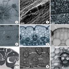 Image result for Lipocarpha rehmannii