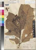 Image result for Tabernaemontana crassa