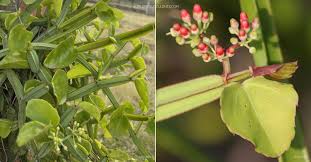 Image result for Cissus glaucophylla