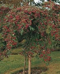 Image result for Cotoneaster