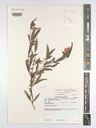 Image result for Pentas bussei