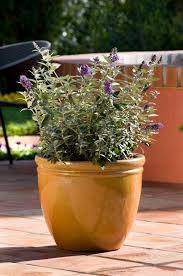 Maybe you would like to learn more about one of these? What S New Continuous Blooming Ecologically Responsible Flutterby Butterfly Bushes