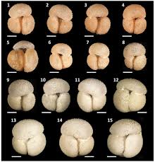 Image result for Rhipidoglossum globulosocalcaratum