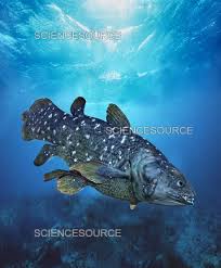 Image result for Coelachyrum