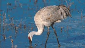 Maybe you would like to learn more about one of these? 5 Fun Facts About Sandhill Cranes