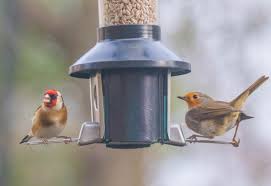 European Robin & European Goldfinch | BirdForum