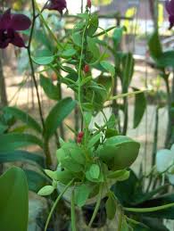 We did not find results for: List Of Garden Plants Wikipedia