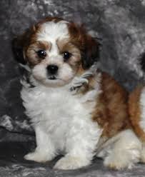 The pet shop has a variety of pet products, pet supplies, puppies & kittens for sale, & so much more visit our store today to see our selections. Shichon Puppy For Sale Adoption Rescue For Sale In Northwood New Hampshire Classified Americanlisted Com