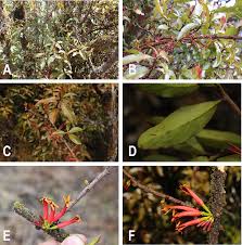 Image result for Tapinanthus constrictiflorus