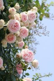 Used Cars Denver Co Used Cars Trucks Co Balboa Autos Beautiful Flowers Flowers Pretty Flowers