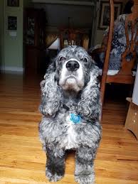 Black And Tan Cocker Spaniel For Sale Los Angeles Blue Merle Cocker Spaniel Divanicole Cocker Spaniel Dog Pictures American Cocker Spaniel