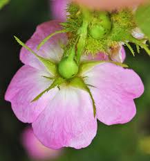 Image result for Cissus rubiginosa