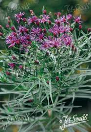 Image result for Vernonia galpinii