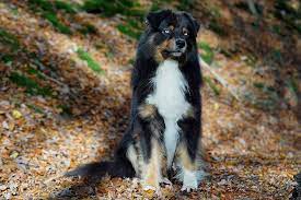 Australian shepherd black tri blue eyes. Colored Angel Skylight Edition Dna Vp