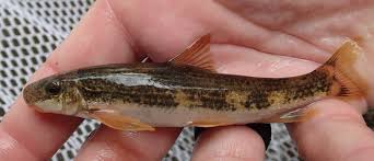 Image result for Tinnea apiculata