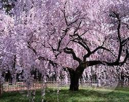 This stunning solar willow tree will make a unique addition to your outdoor décor. I Love Weeping Cherry Trees And Weeping Willows Beautiful Weeping Cherry Tree Yoshino Cherry Tree Cherry Tree
