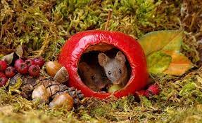 il decouvre une famille de souris vivant dans son jardin et leur construit un mini village bebe souris photos souris souris